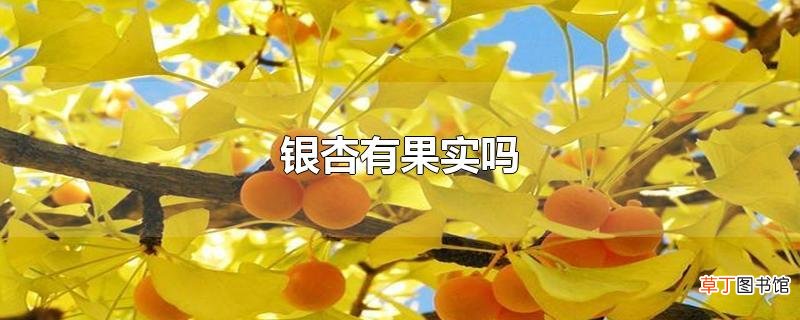银杏有果实吗
