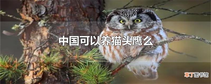 中国可以养猫头鹰么