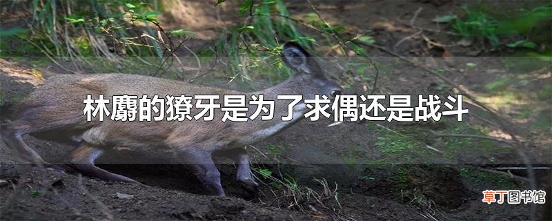 林麝的獠牙是为了求偶还是战斗