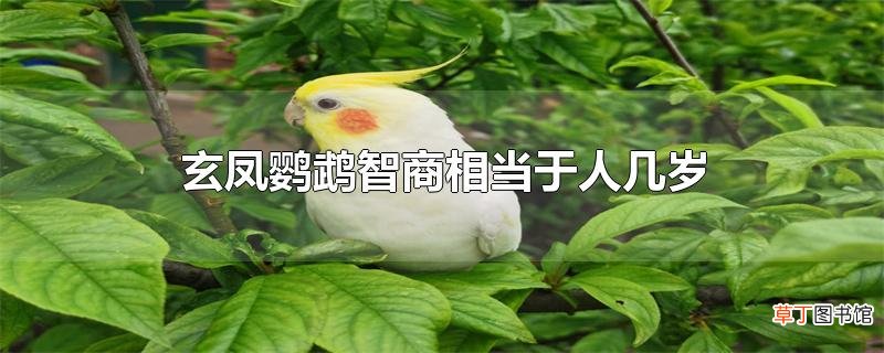 玄凤鹦鹉智商相当于人几岁
