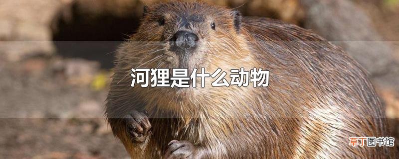 河狸是什么动物