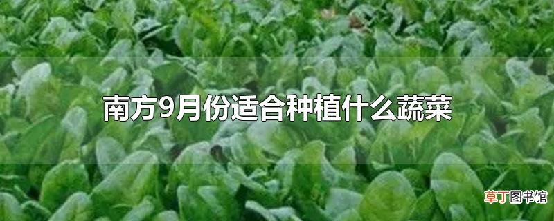 南方9月份适合种植什么蔬菜