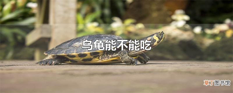 乌龟能不能吃