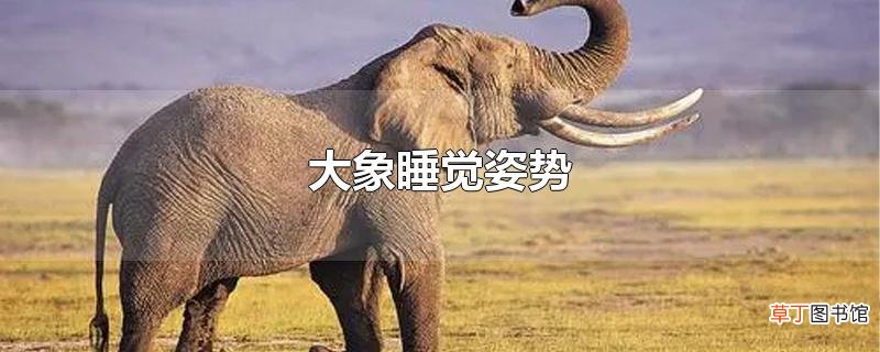 大象睡觉姿势