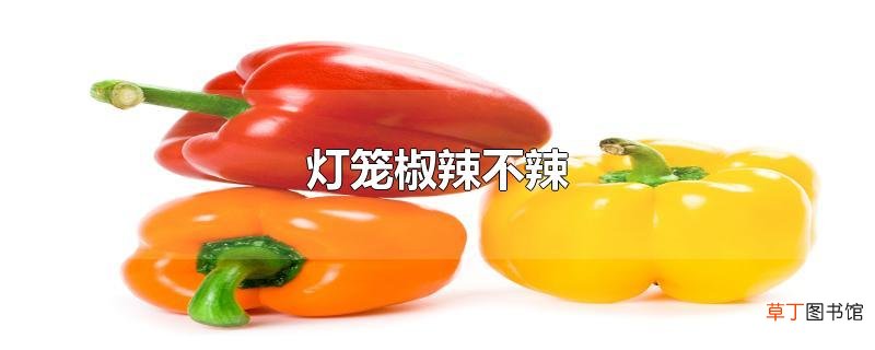 灯笼椒辣不辣