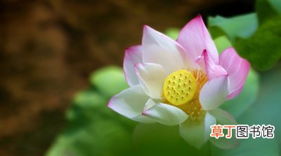 小暑吃什么风俗食物 小暑吃什么食物养生