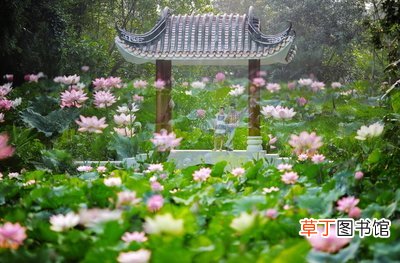 小暑吃什么风俗食物 小暑吃什么食物养生