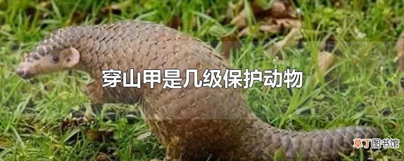 穿山甲是几级保护动物