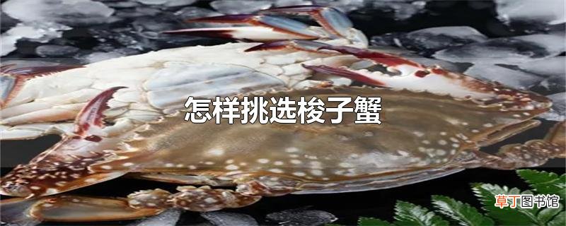 怎样挑选梭子蟹