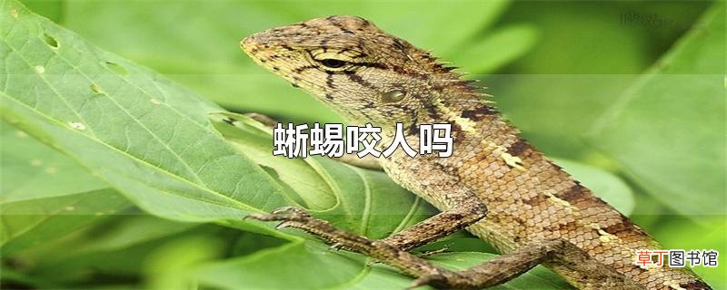 蜥蜴咬人吗