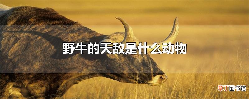 野牛的天敌是什么动物