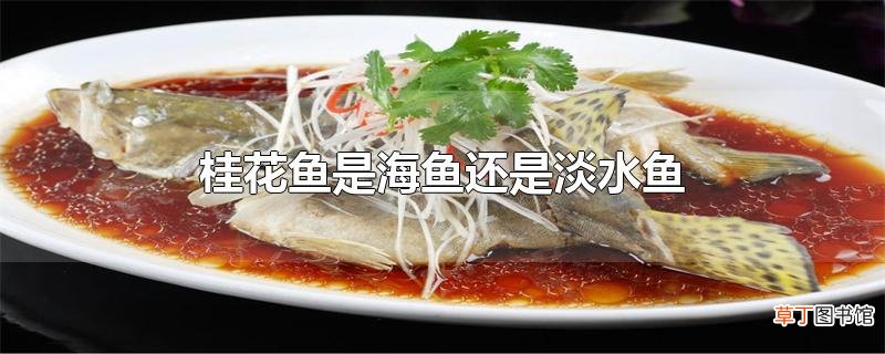 桂花鱼是海鱼还是淡水鱼