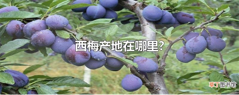 西梅产地在哪里?