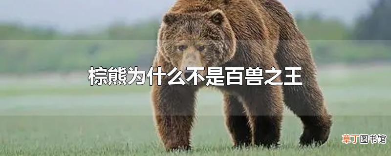 棕熊为什么不是百兽之王