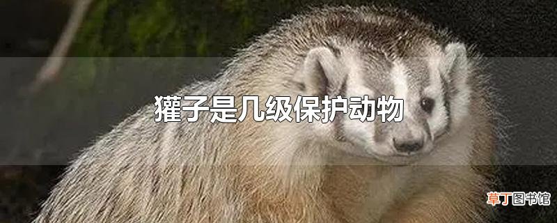 獾子是几级保护动物