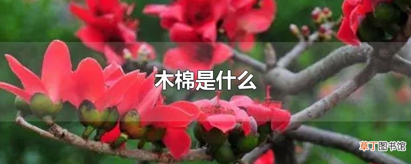 木棉是什么
