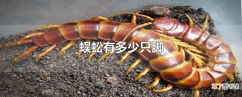 蜈蚣有多少只脚