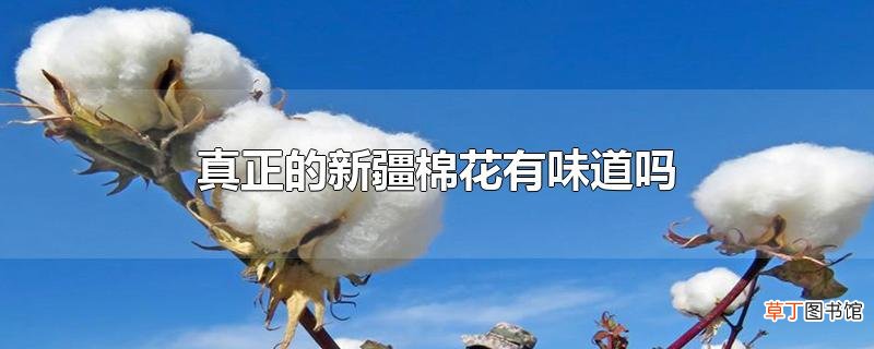 真正的新疆棉花有味道吗