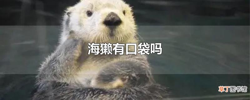 海獭有口袋吗