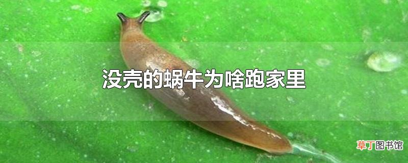没壳的蜗牛为啥跑家里