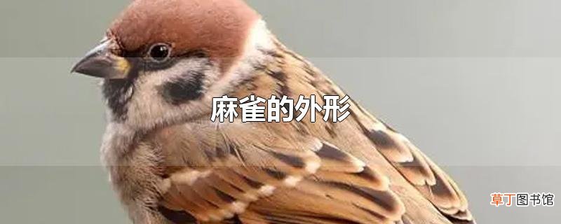 麻雀的外形
