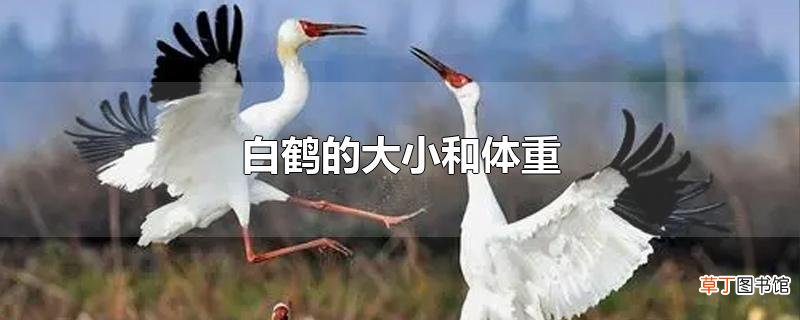 白鹤的大小和体重