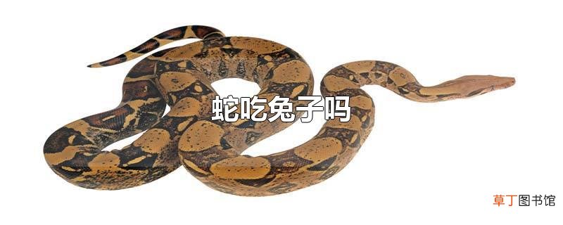 蛇吃兔子吗