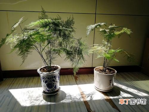 为什么家里不能养文竹？