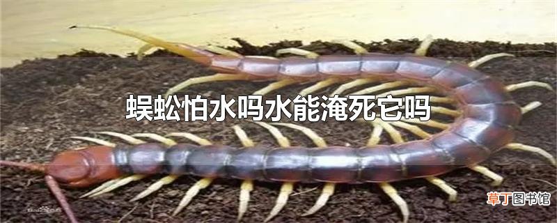 蜈蚣怕水吗水能淹死它吗