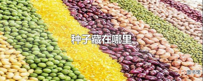 种子藏在哪里