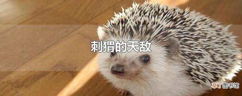 刺猬的天敌