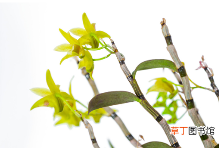 石斛一年开几次花-简短介绍