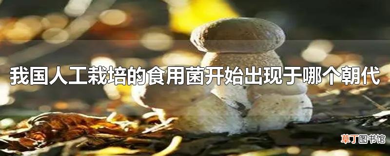 我国人工栽培的食用菌开始出现于哪个朝代