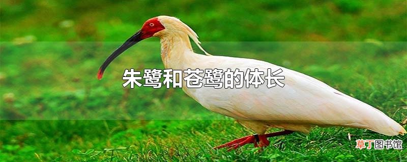 朱鹭和苍鹭的体长