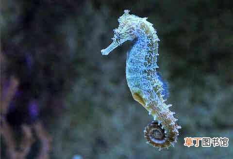鲸鱼和海马哪个是真正的鱼?
