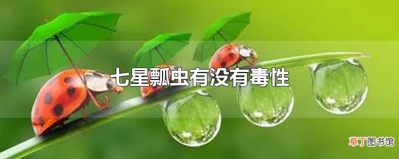 七星瓢虫有没有毒性