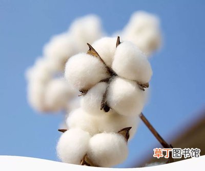 新疆棉花多少钱一斤？ 新疆棉花中国自己还不够用