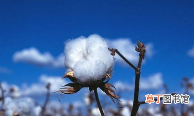 新疆棉花多少钱一斤？ 新疆棉花中国自己还不够用
