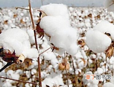 新疆棉花来龙去脉 新疆棉花事件是怎么回事新疆棉花事件全过程