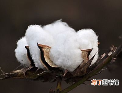 BCI带头抵制新疆棉花 起底抵制新疆棉花的“幕后推手”
