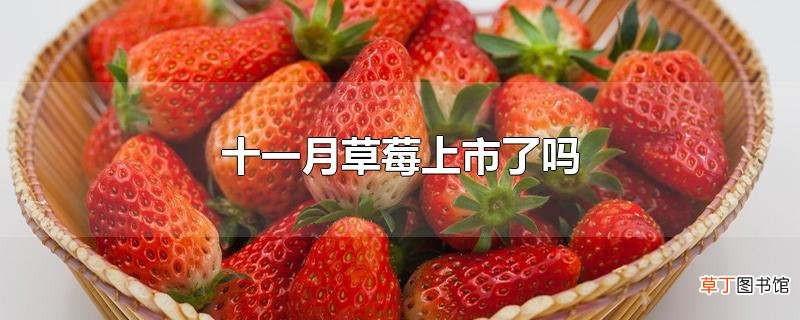 十一月草莓上市了吗