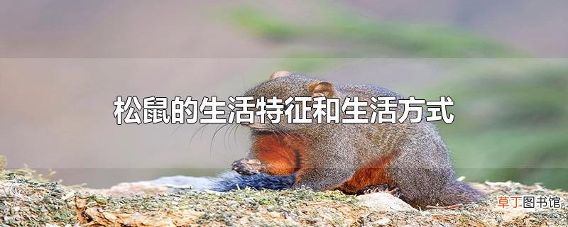 松鼠的生活特征和生活方式