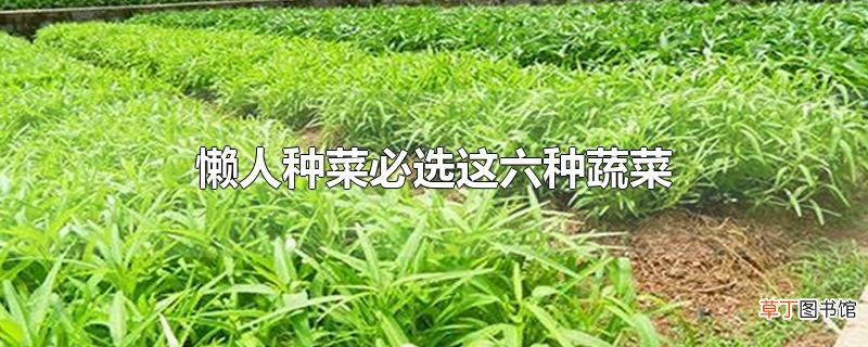 懒人种菜必选这六种蔬菜