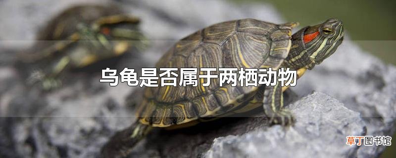 乌龟是否属于两栖动物