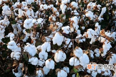 新疆棉花强制劳工 新疆棉花是劳改犯摘的吗