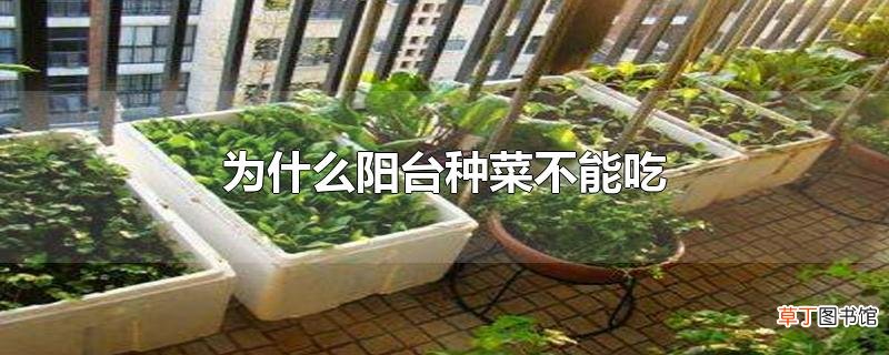 为什么阳台种菜不能吃