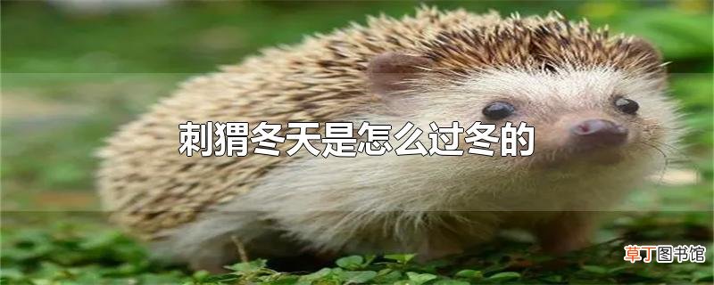 刺猬冬天是怎么过冬的