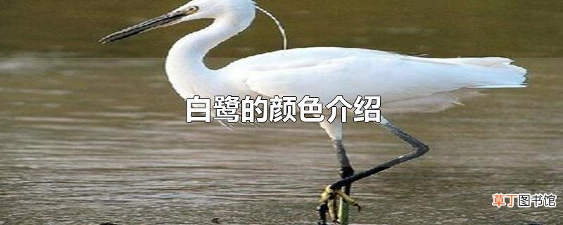 白鹭的颜色介绍