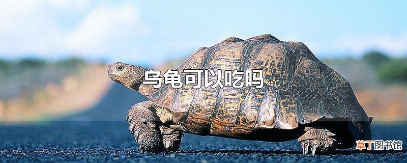 乌龟可以吃吗