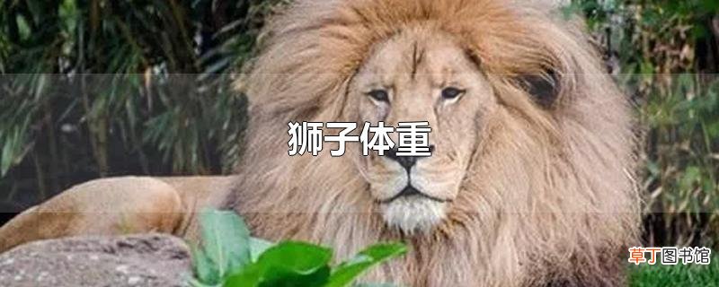狮子体重
